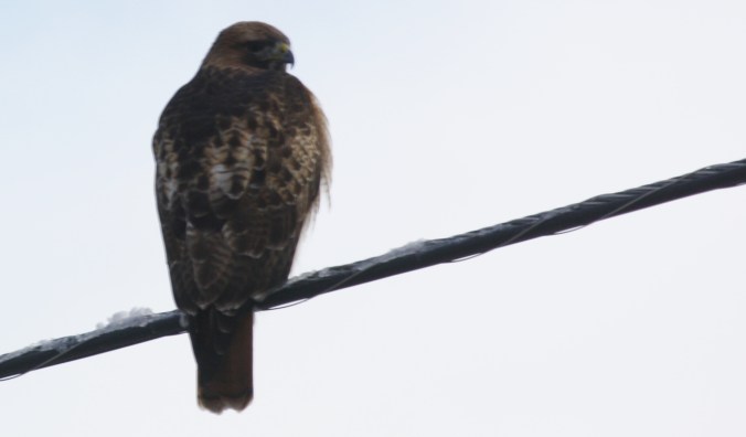 Red-tailed Hawk 010