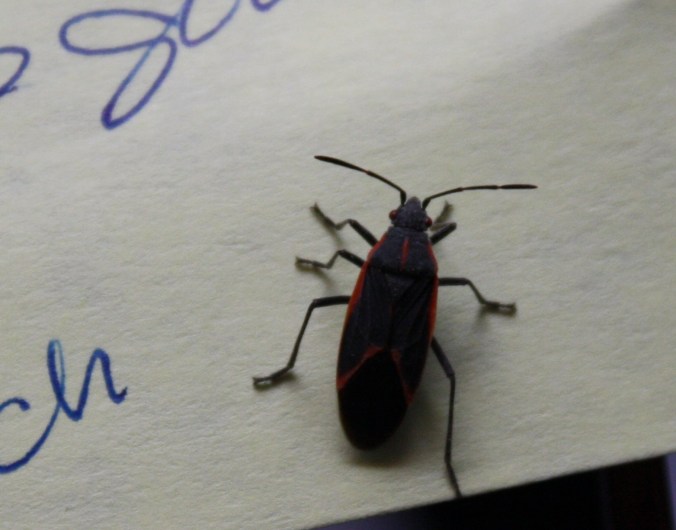 Jays, magpies, insects, squirrels 052