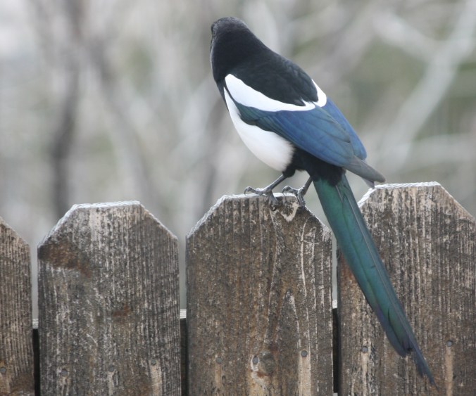 Jays, magpies, insects, squirrels 064