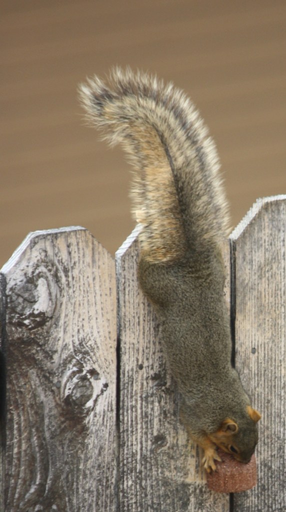 Jays, magpies, insects, squirrels 080