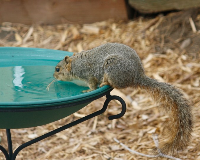 Northern Flicker 008