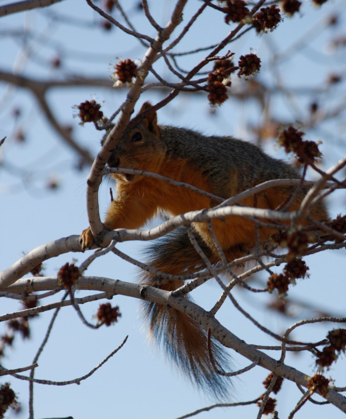 Squirrel and birds in snow 002