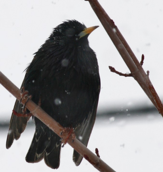 Squirrel and birds in snow 008