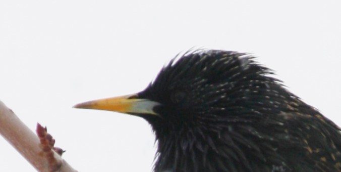 Squirrel and birds in snow 009