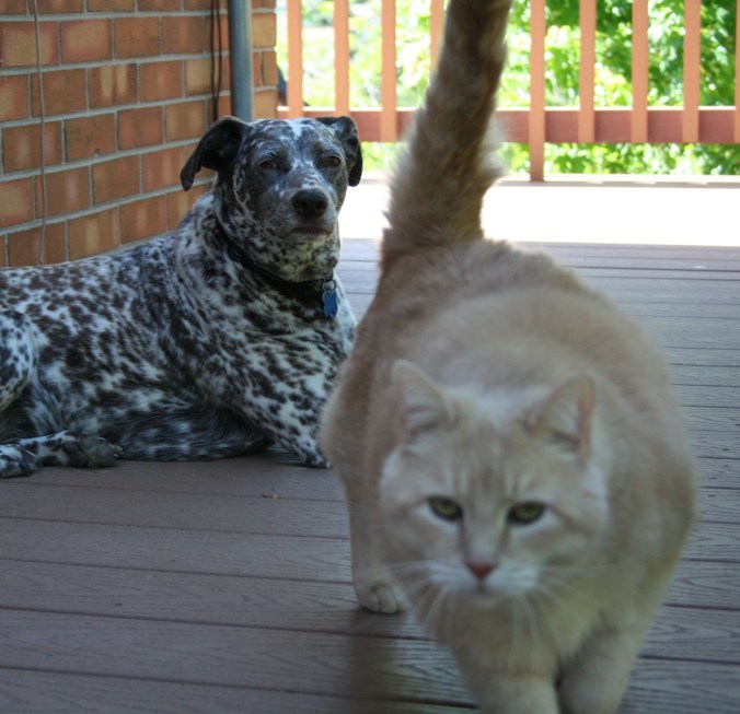 Dogs and Cat 026