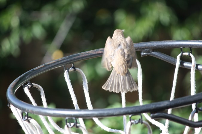 Baby finch 016