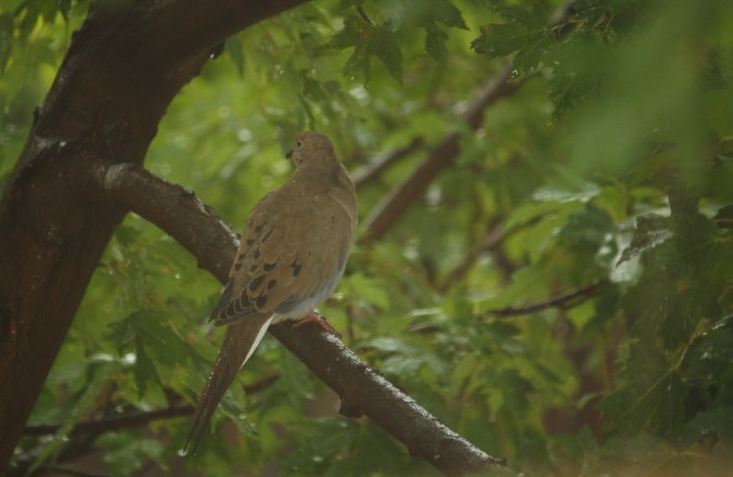 Mourning Dove 005