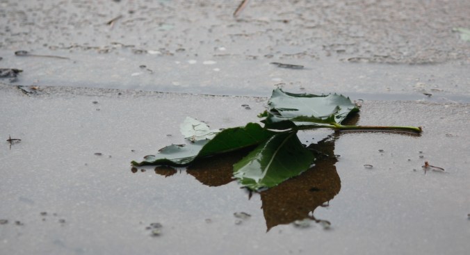 Leaves in puddle 040