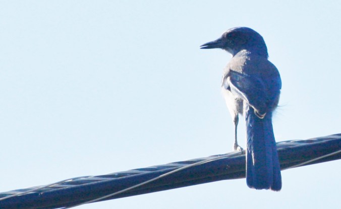 Western Scrub Jay 039