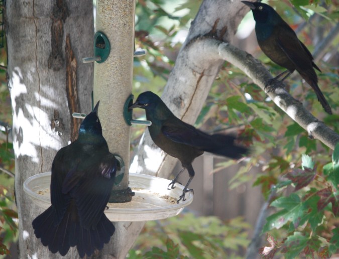 Grackles 065