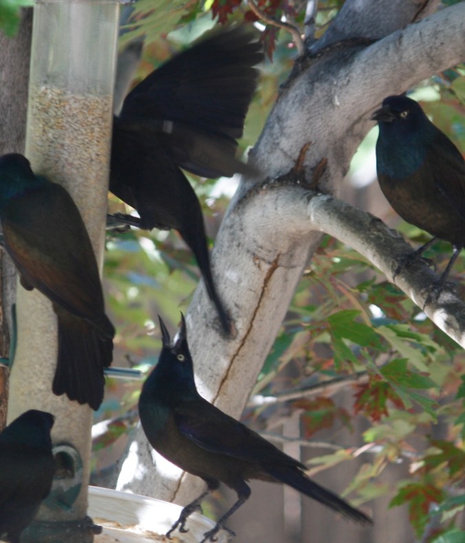 Grackles 077