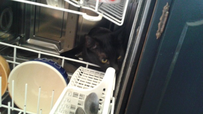Loki in dishwasher 2