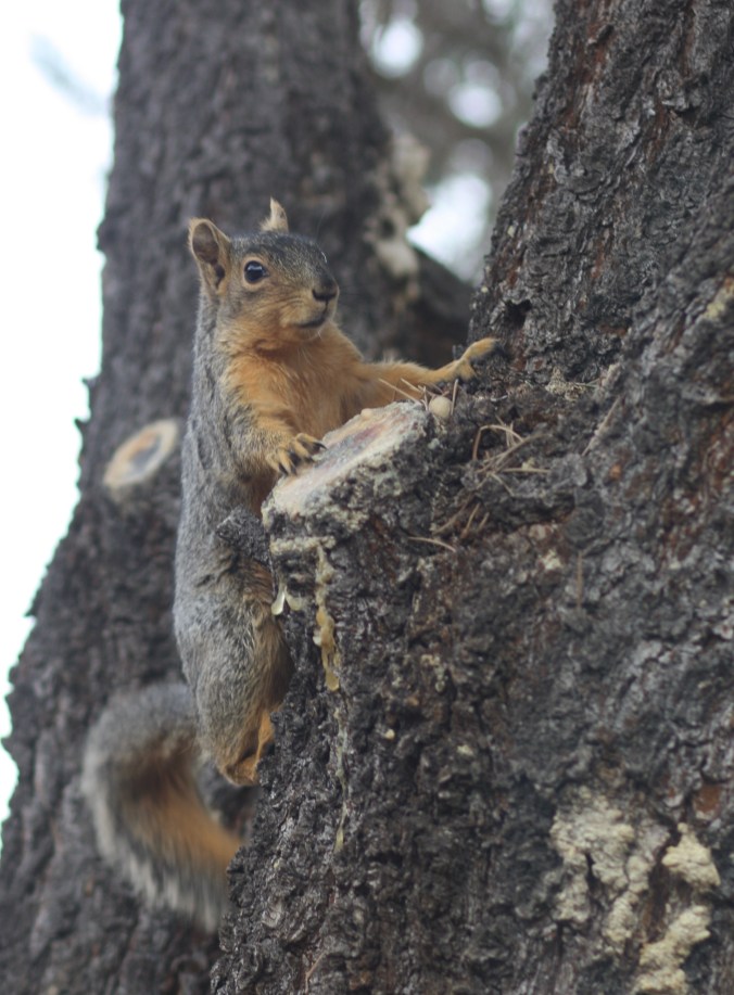 Squirrel courting cats 014