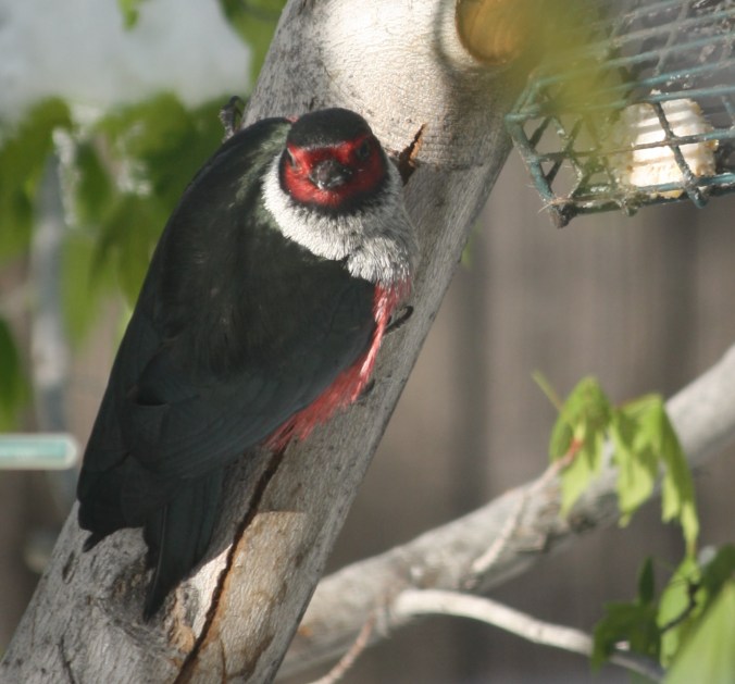 Lewis's Woodpecker 001