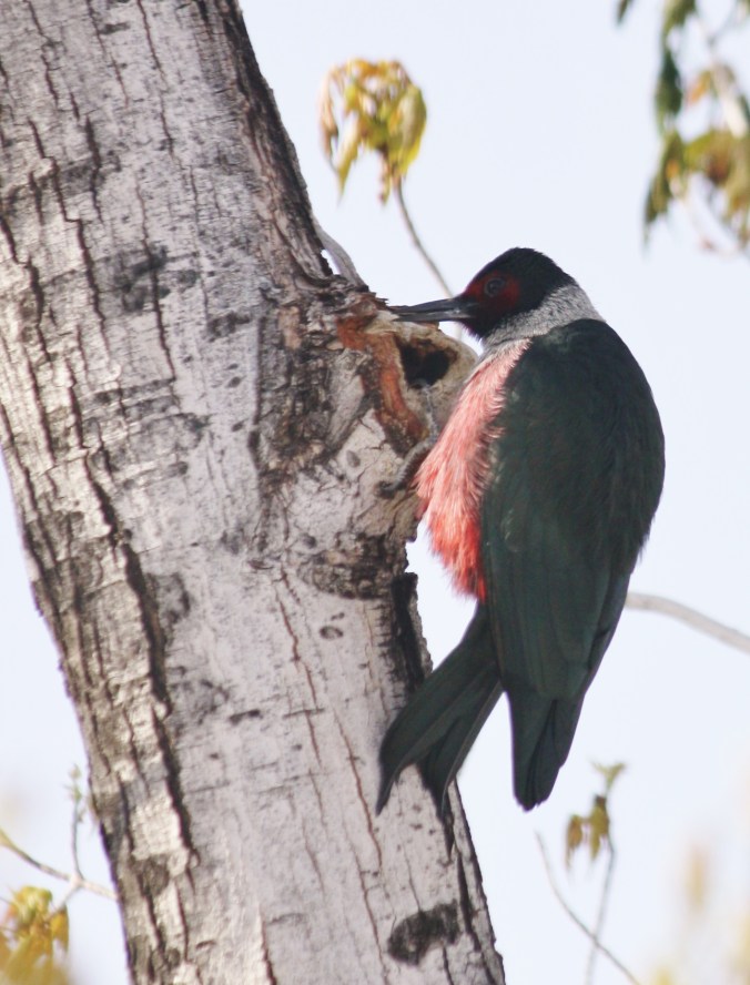 Lewis's Woodpecker 020