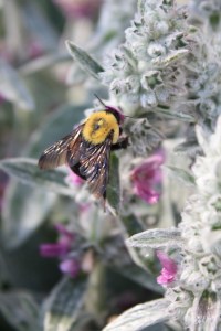 Bumblebee and Lamb's Ear
