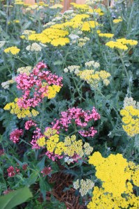Valerian and Moonshine Yarrow