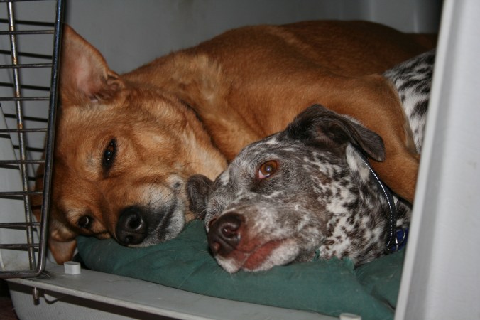 magpie, coco, and zoey 012