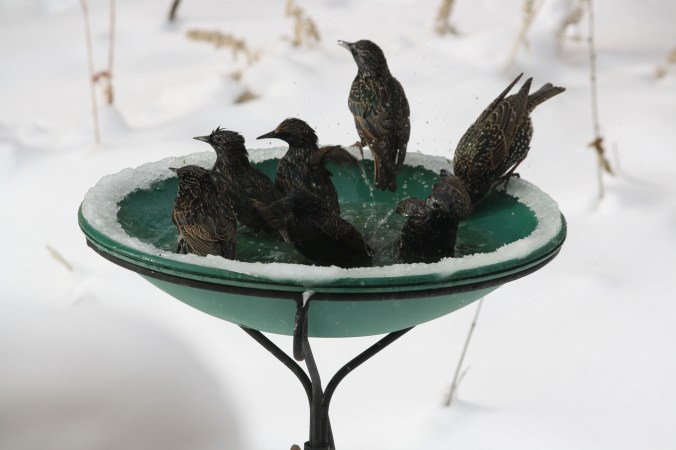Starlings in bath 016