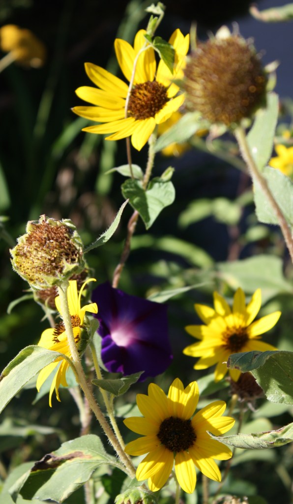 Morning Glory from neighbor's yard comes to visit.