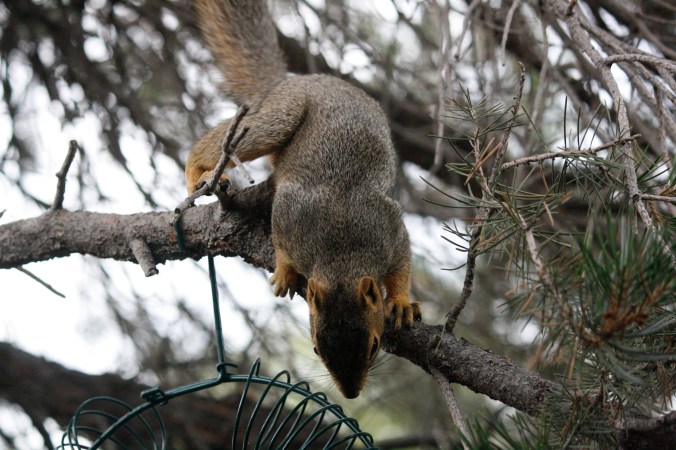 squirrel in peanut feeder 031