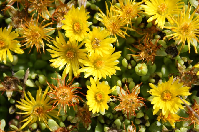 Flowers from front garden 033