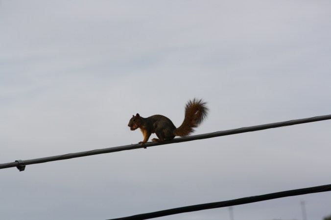 Squirrel on wire 016