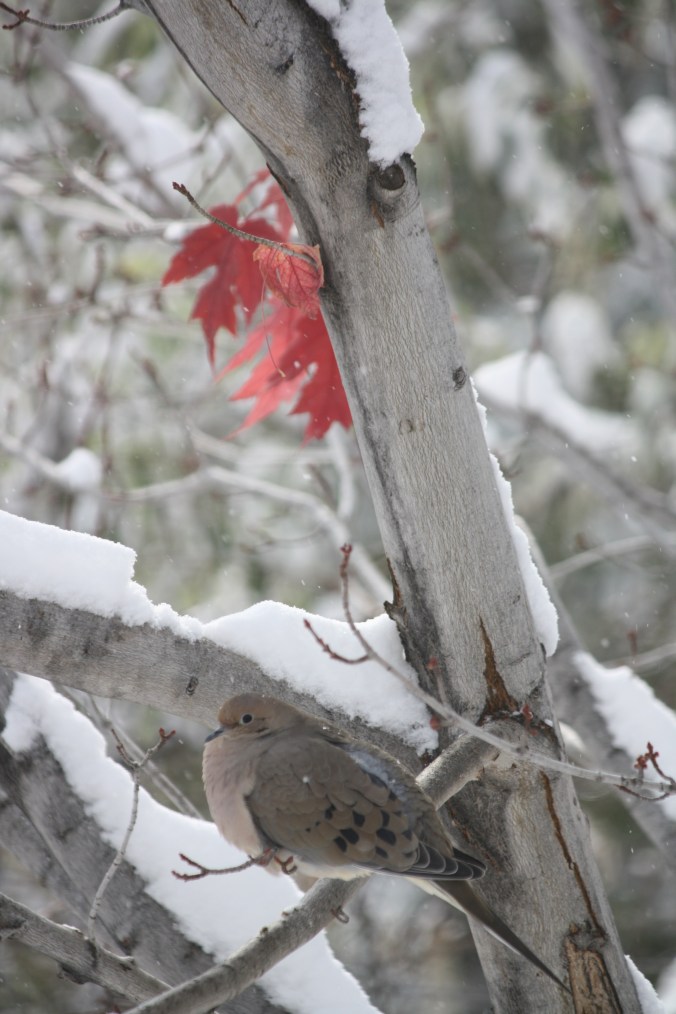 Birds in cold and snow 001