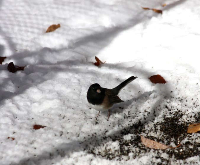 Birds in cold and snow 005