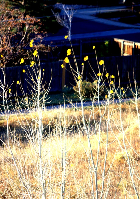 Lone cottonwood leaves 001