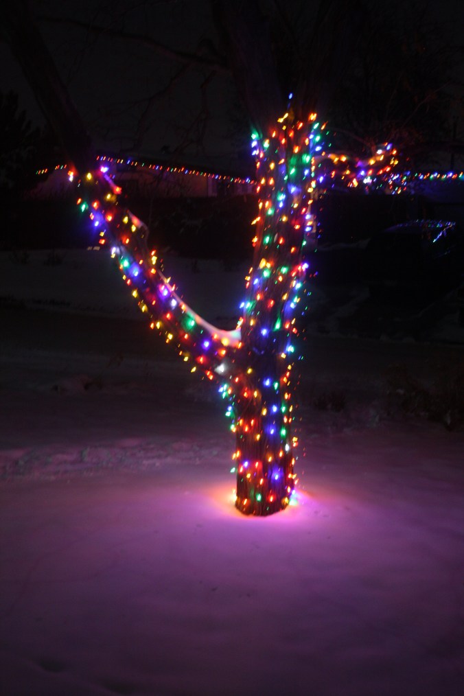 Birds + Christmas lights + smoothie 029