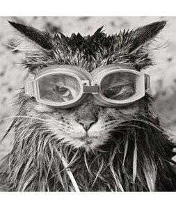 cat in goggles