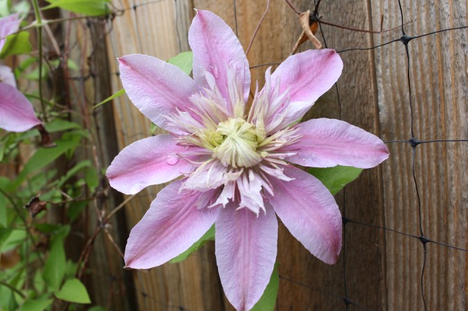 Spring garden shots 014