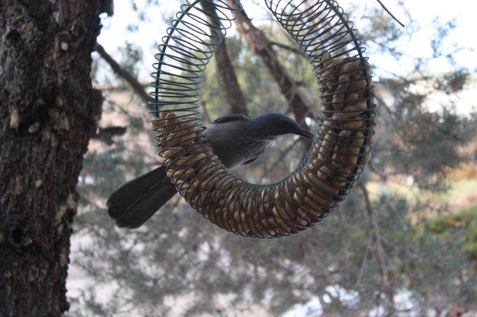 More jays in peanut feeder 002