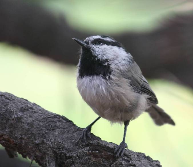 Not this morning's visitor, but another Black-capped Chickadee.
