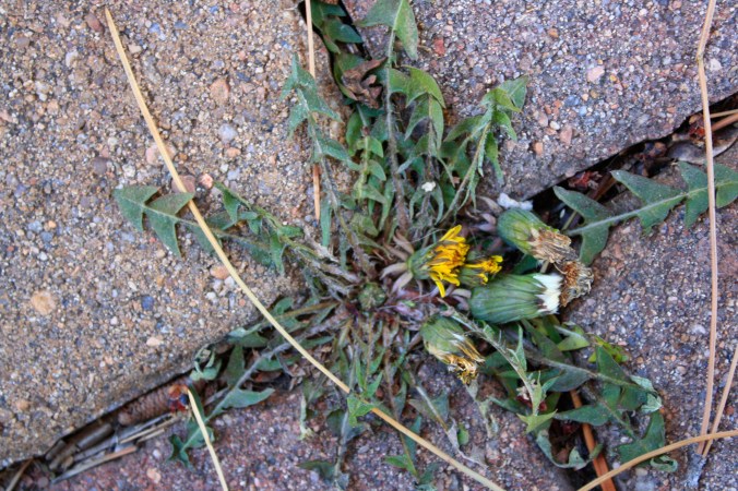 yellow and green flowers 003