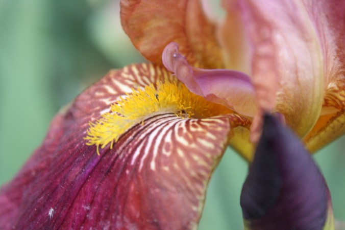 Burgandy Iris