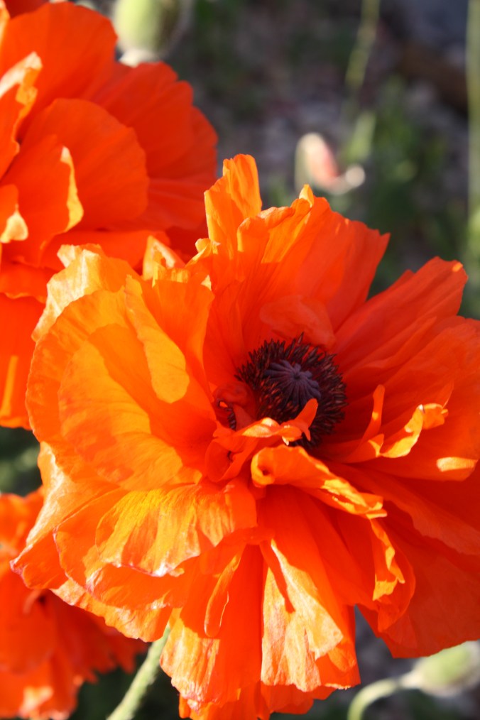 Happy poppies one day in May.