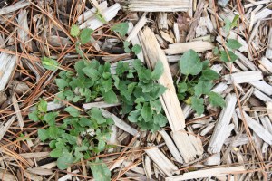 Unwelcome plant aka WEED.