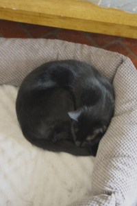 _MG_9865 Loki napping