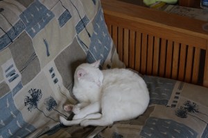 _MG_9866 Marcel napping