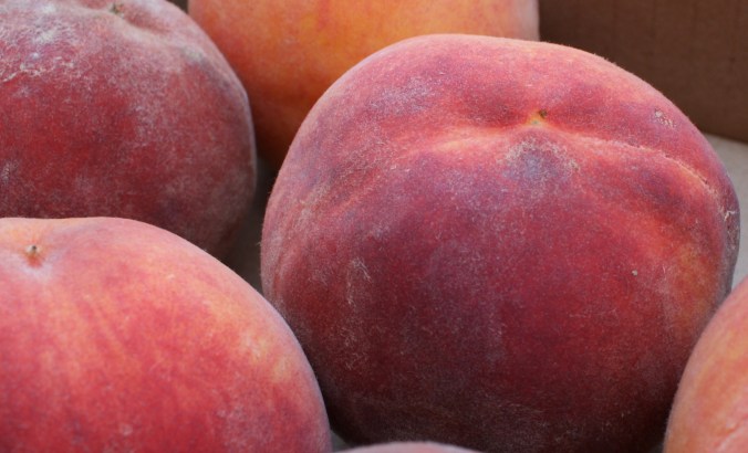 Zippy went to two farmers' markets in search of these organically-grown beauties.