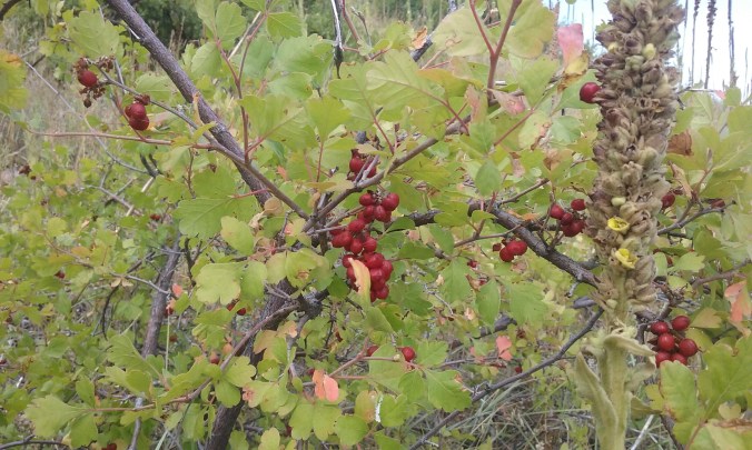 Another mullein invading the space on the right side of photo.