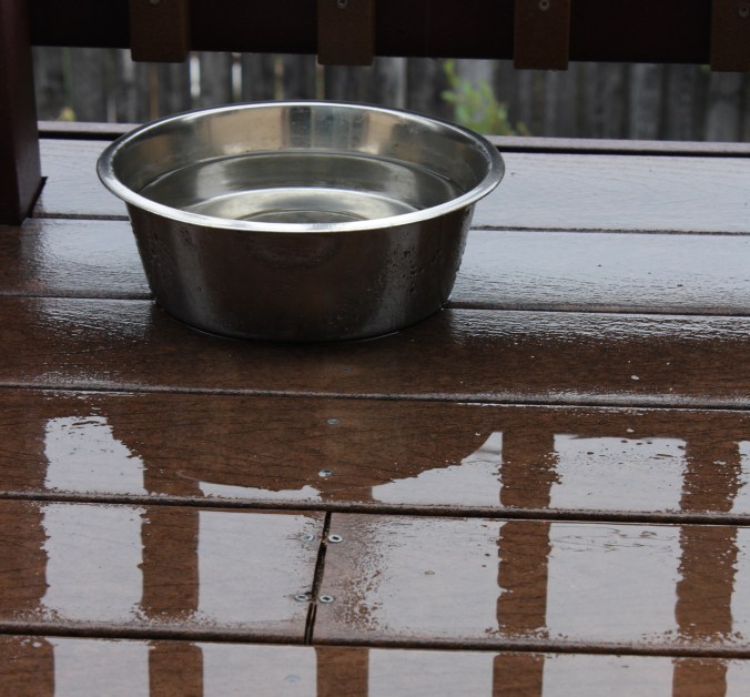 water bowl and puddles