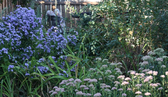 Asters, day lilies, sedum, yarrow, and three shrubs that have run amok.