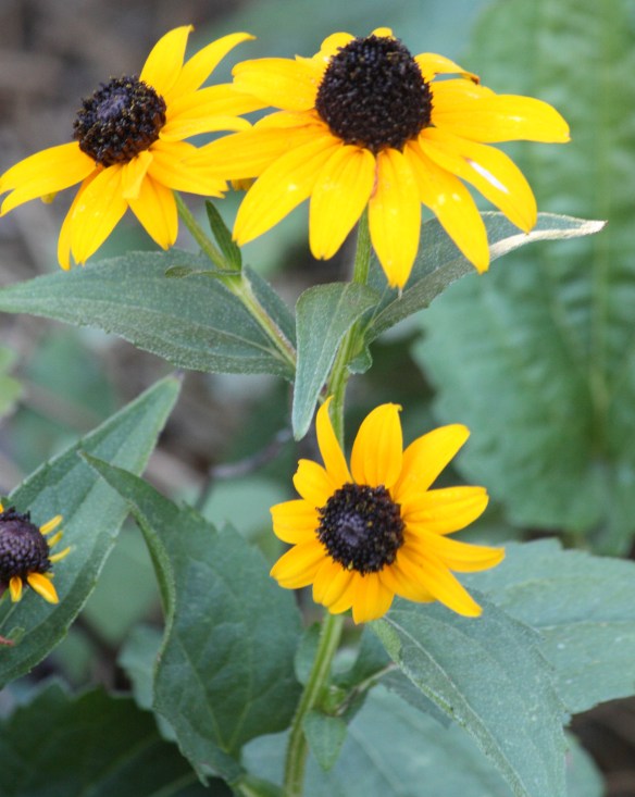 black-eyed-susan