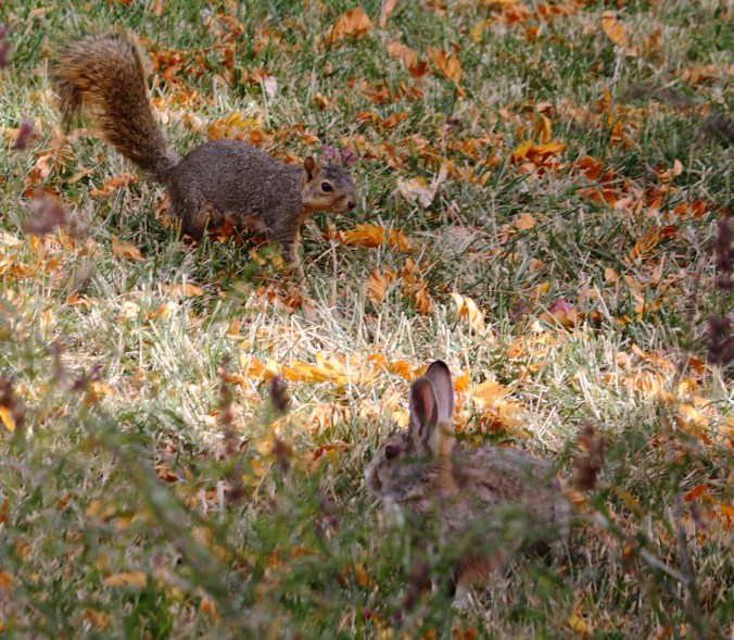bunny-squirrel-face-off
