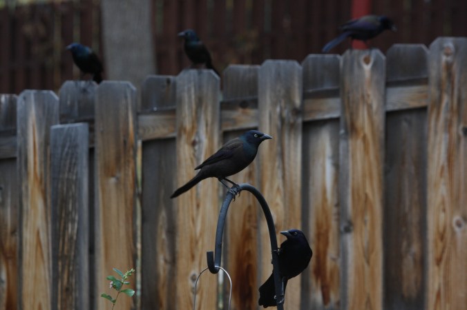 grackles