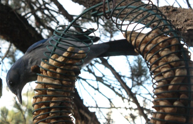 western-scrub-jay-at-feeder