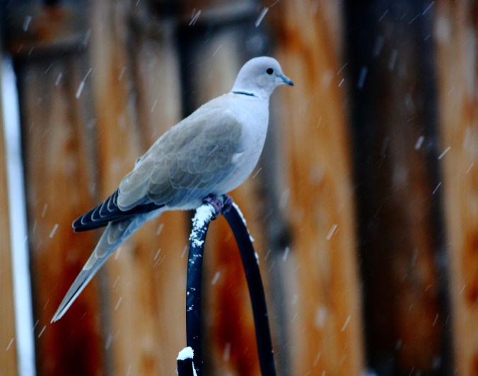 eurasiancollareddove